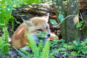 a fox at homosassa springs wildlife state park
