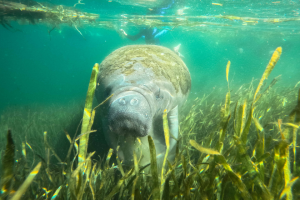 swimming with manatees in crystal river florida