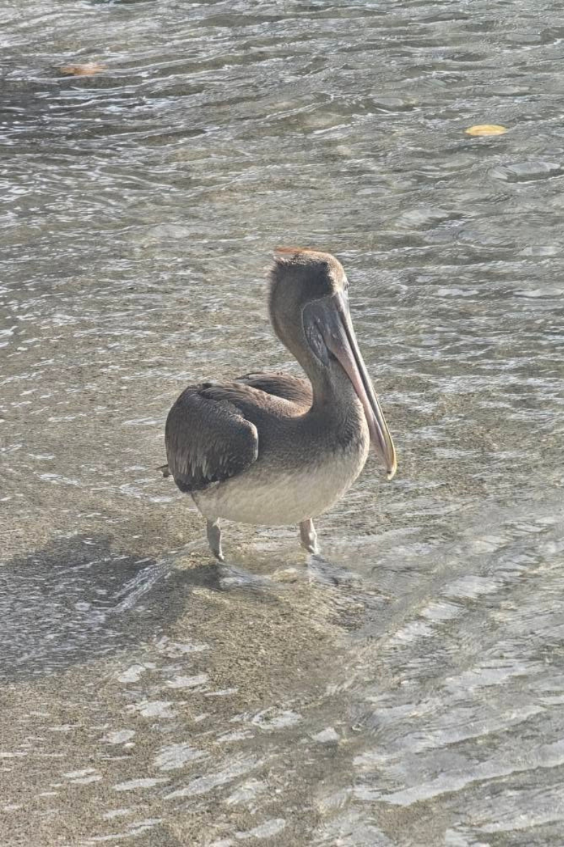 pelican at la guancha in ponce puerto rico